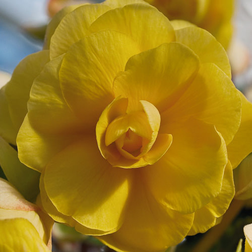 Illumination Apricot tuberous begonia Tuberous begonia, Illumination Apricot