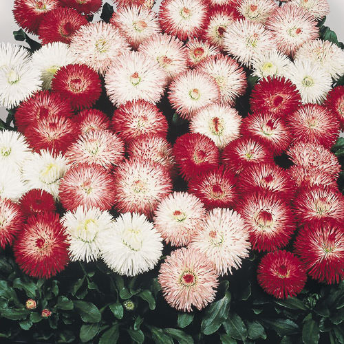 Habanera Mix English daisy English Daisy Habanera Mix - Bellis perennis lawn daisy