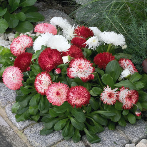 Habanera Mix English daisy English Daisy Habanera Mix - Bellis perennis lawn daisy