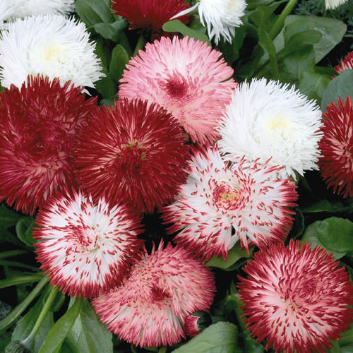 Habanera Mix English daisy English Daisy Habanera Mix - Bellis perennis lawn daisy