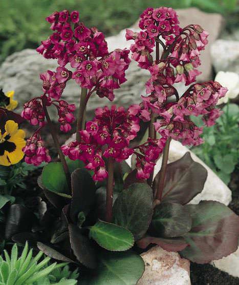 Red Beauty bergenia Bergenia Red Beauty - Bergenia crassifolia