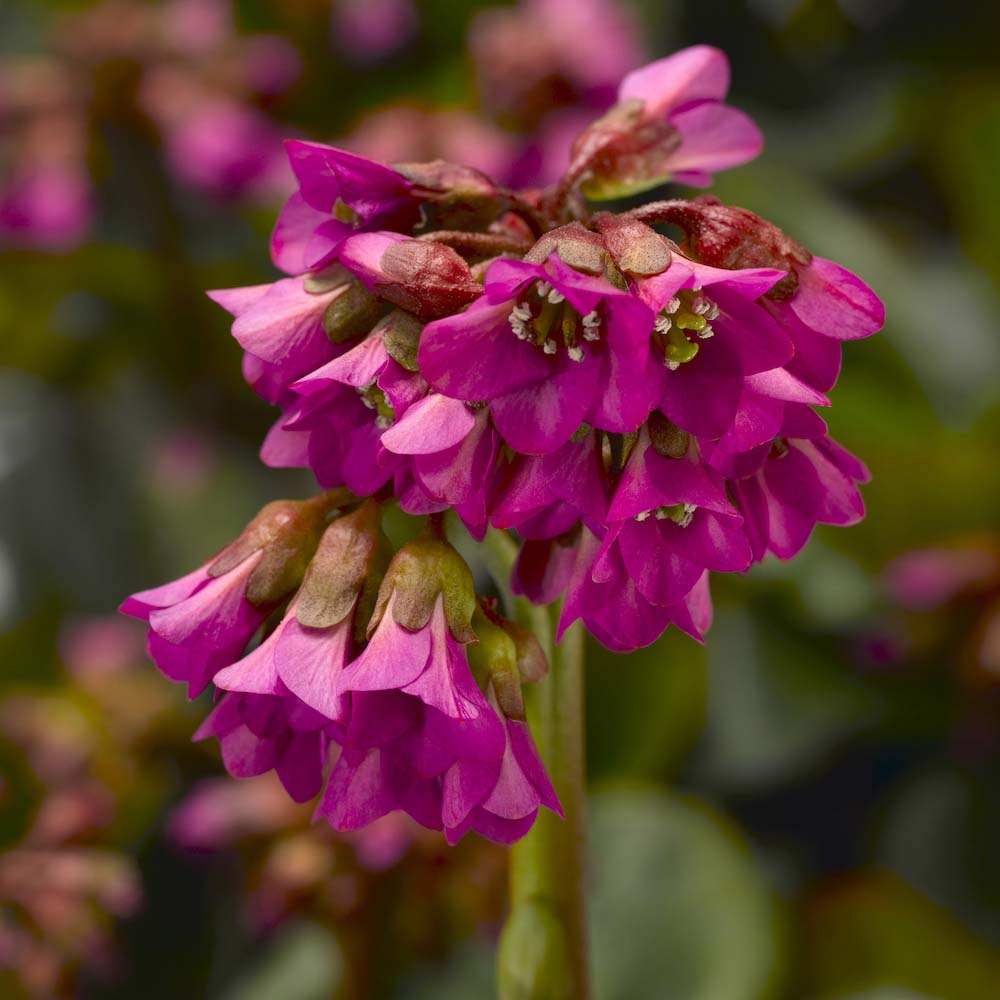 Bergenia Shoeshine Rose