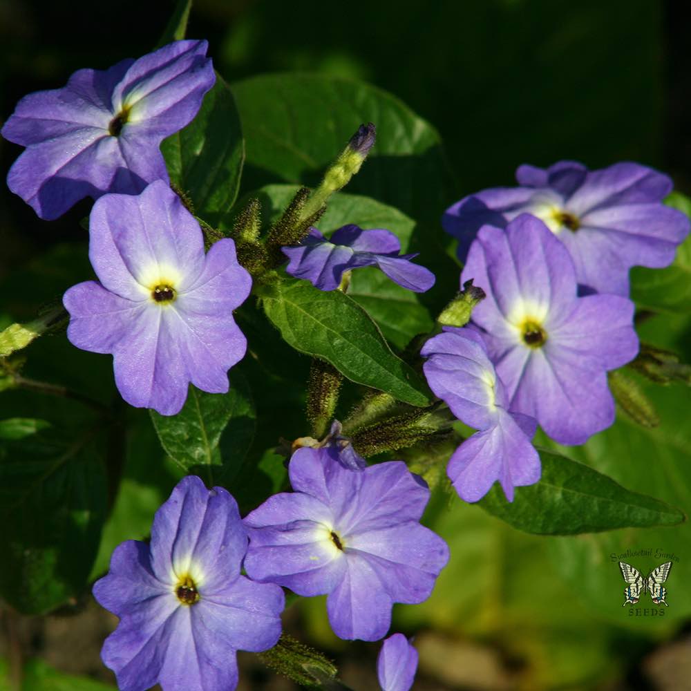 Blue Lady browallia Blue Lady browallia seeds