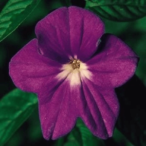 Marine Bells browallia Marine Bells Browallia seeds