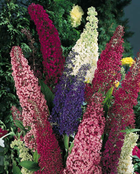 Butterfly Hybrids Mix butterfly bush Butterfly bush Butterfly Hybrids Mix - Buddleja davidii