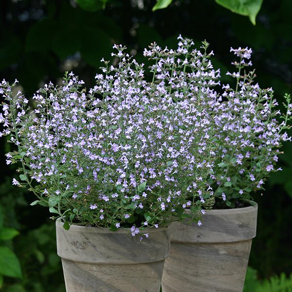 Calamintha Marvelette Blue - Calamintha nepeta