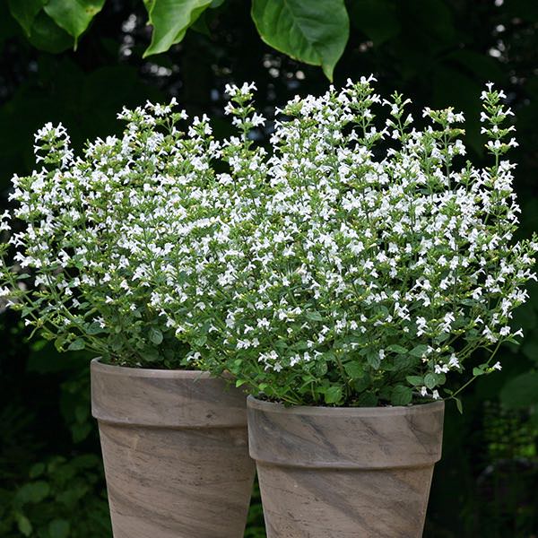 Calamintha Marvelette White - Calamintha nepeta