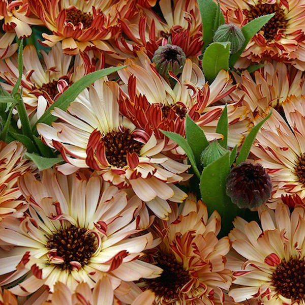 Calendula Bronzed Beauty - Annual Flowers.