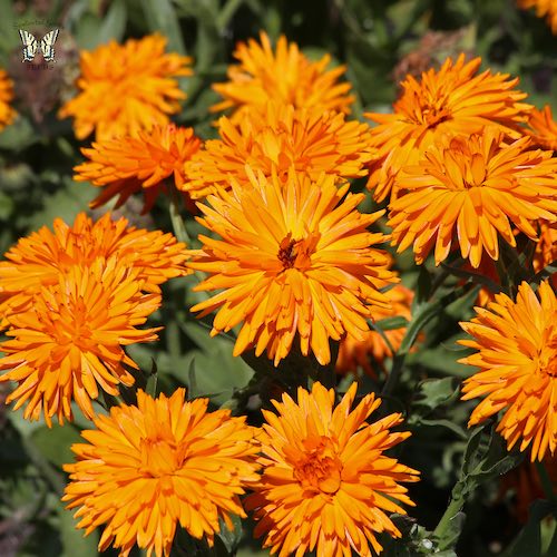 Calendula Calexis Orange - Annual Flowers