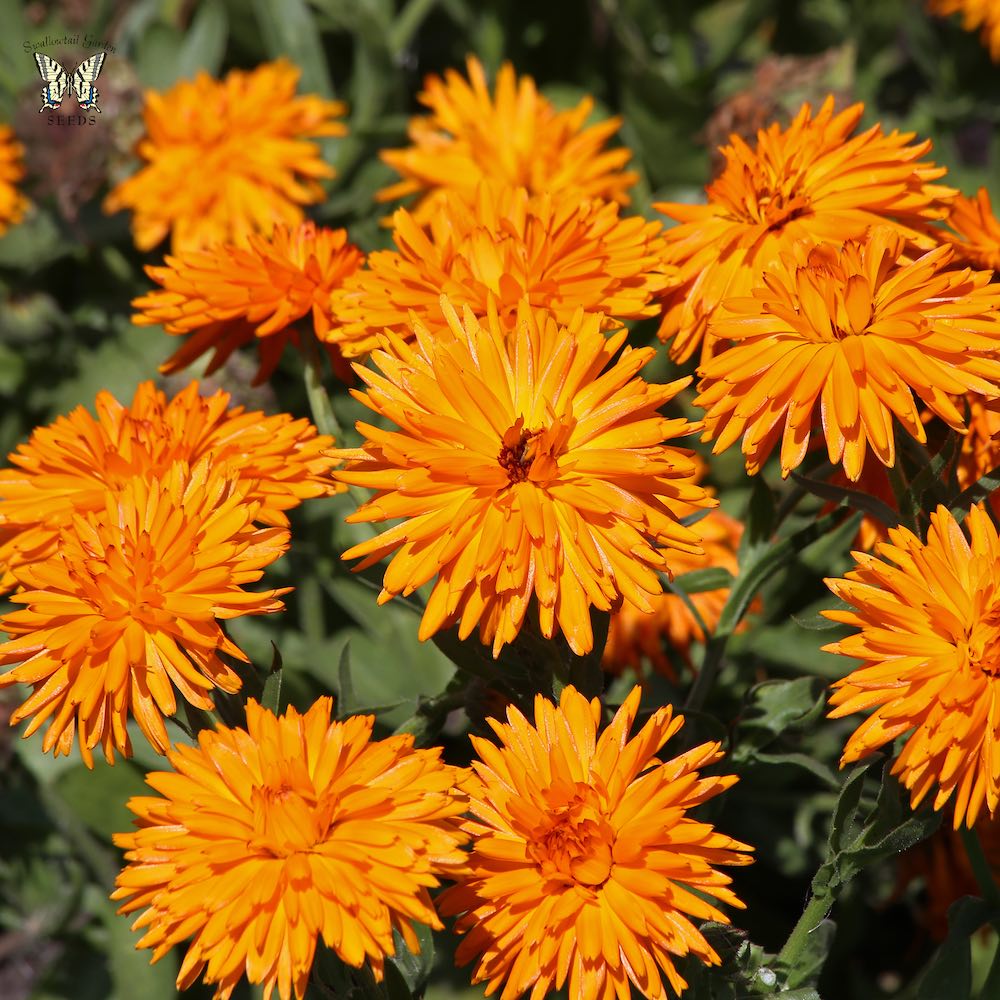 Calendula Calexis Orange - Annual Flowers.