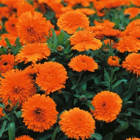Chez Rosa en 2018 - Page 2 Calendula-candyman-orange
