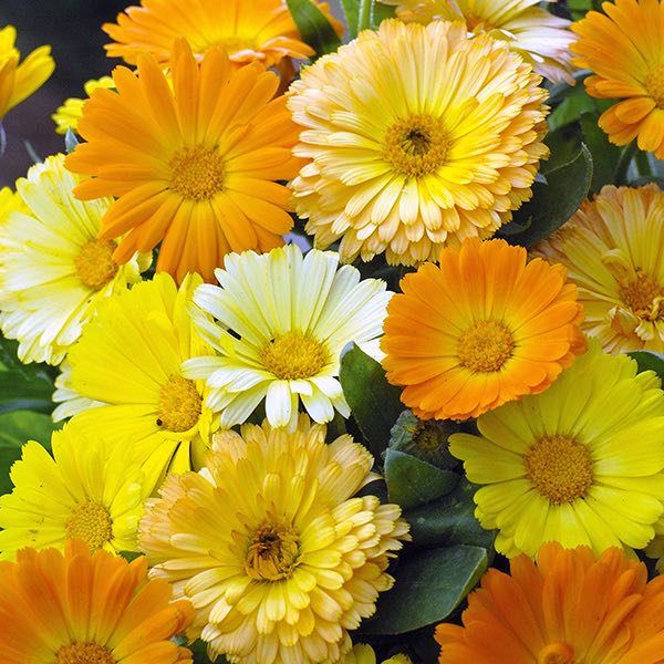 Fruit Twist Calendula Seeds - Annual Flower Seeds