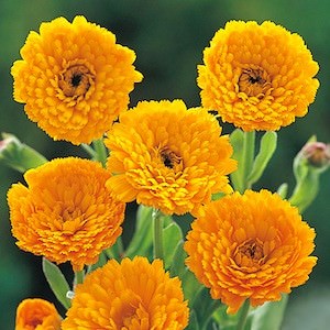 Gold Star calendula Calendula Gold Star