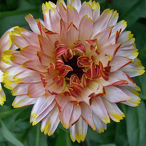 Calendula Solar Flashback Mix - Annual Flowers.