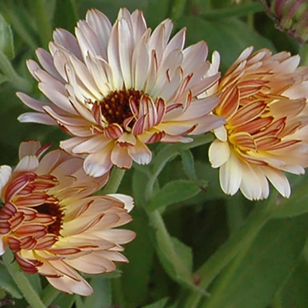Calendula Strawberry Blonde