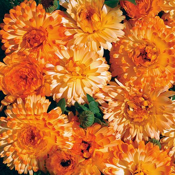 calendula Tangerine Cream Calendula flowers - Annual Flower Seeds