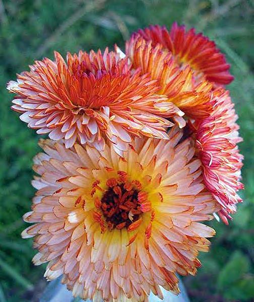 Calendula Triangle Flashback - Annual Flowers.