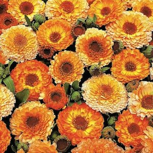 Pink Surprise calendula Calendula, Pink Surprise ruffled gold and yellow flowers with pink tinge - Annual Flower Seeds.
