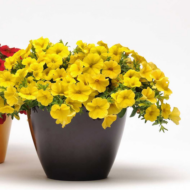 Calibrachoa Seeds for sale | Million Bells | Annual Flower Seeds