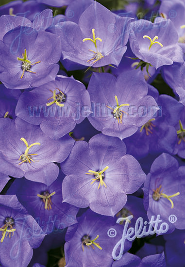 Blue Uniform tussock bellflower - Perennial flower seeds.