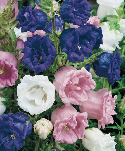 Double Mixture Cup and Saucer campanula Campanula Double Mixture Cup and Saucer - Campaniula medium