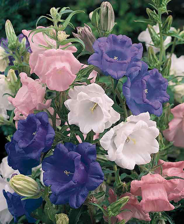 Cup and Saucer Mix campanula Campanula Cup and Saucer Mix - Campaniula medium