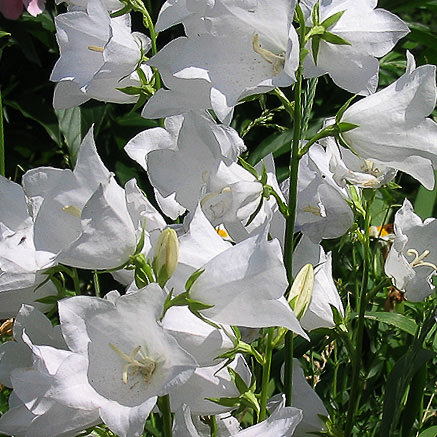 White Bells peach-leaf bellflower