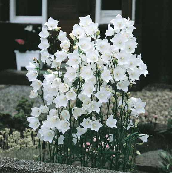 White Bells peach-leaf bellflower Campanula White Bells peach-leaf bellflower - Campanula persicifolia
