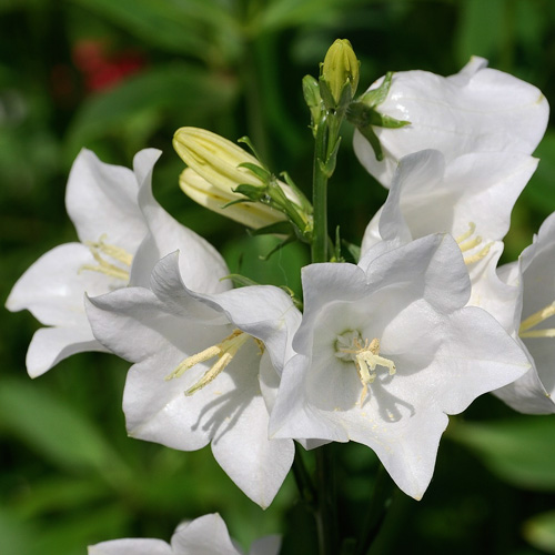 White Bells peach-leaf bellflower