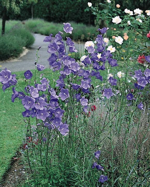 Campanula Telham Beauty peach-leaf bellflower - Campanula persicifolia