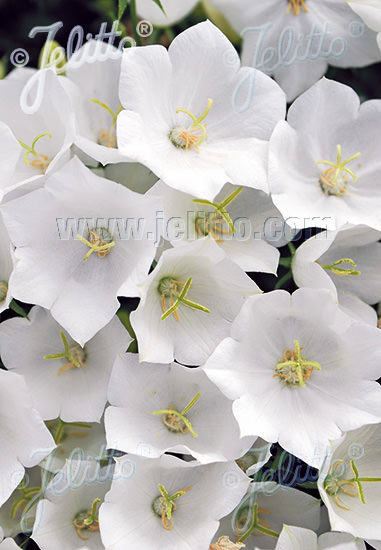 White Uniform tussock bellflower - Perennial flower seeds.