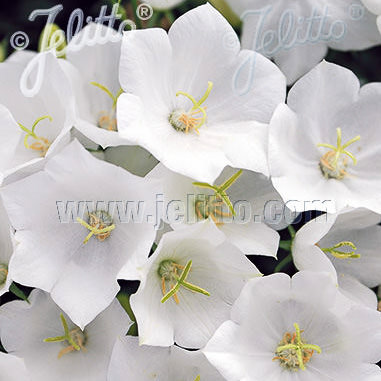 White Uniform campanula carpatica - perennial flowers