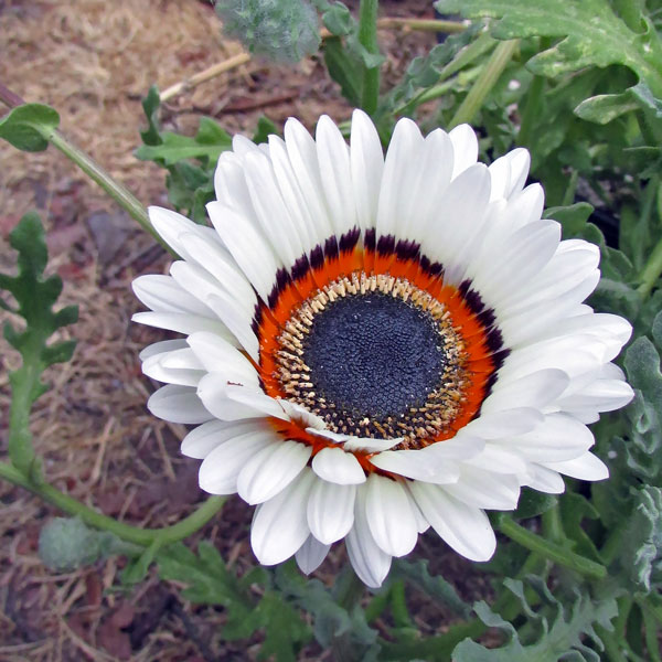 White Cape Daisy White Cape Daisy seeds