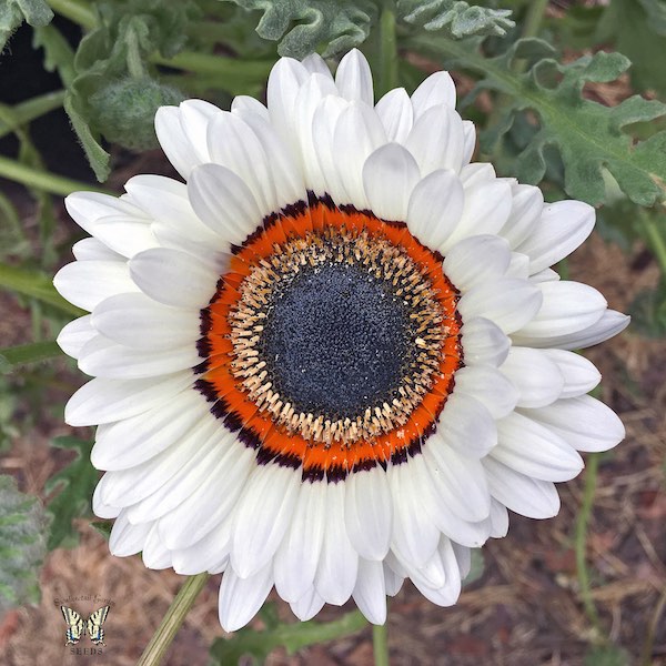 White Cape Daisy White Cape Daisy seeds
