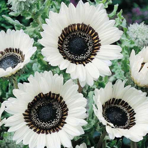 White Cape Daisy White Cape Daisy seeds