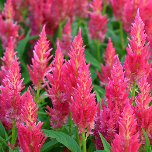 Celosia Flamma Pink Flowers