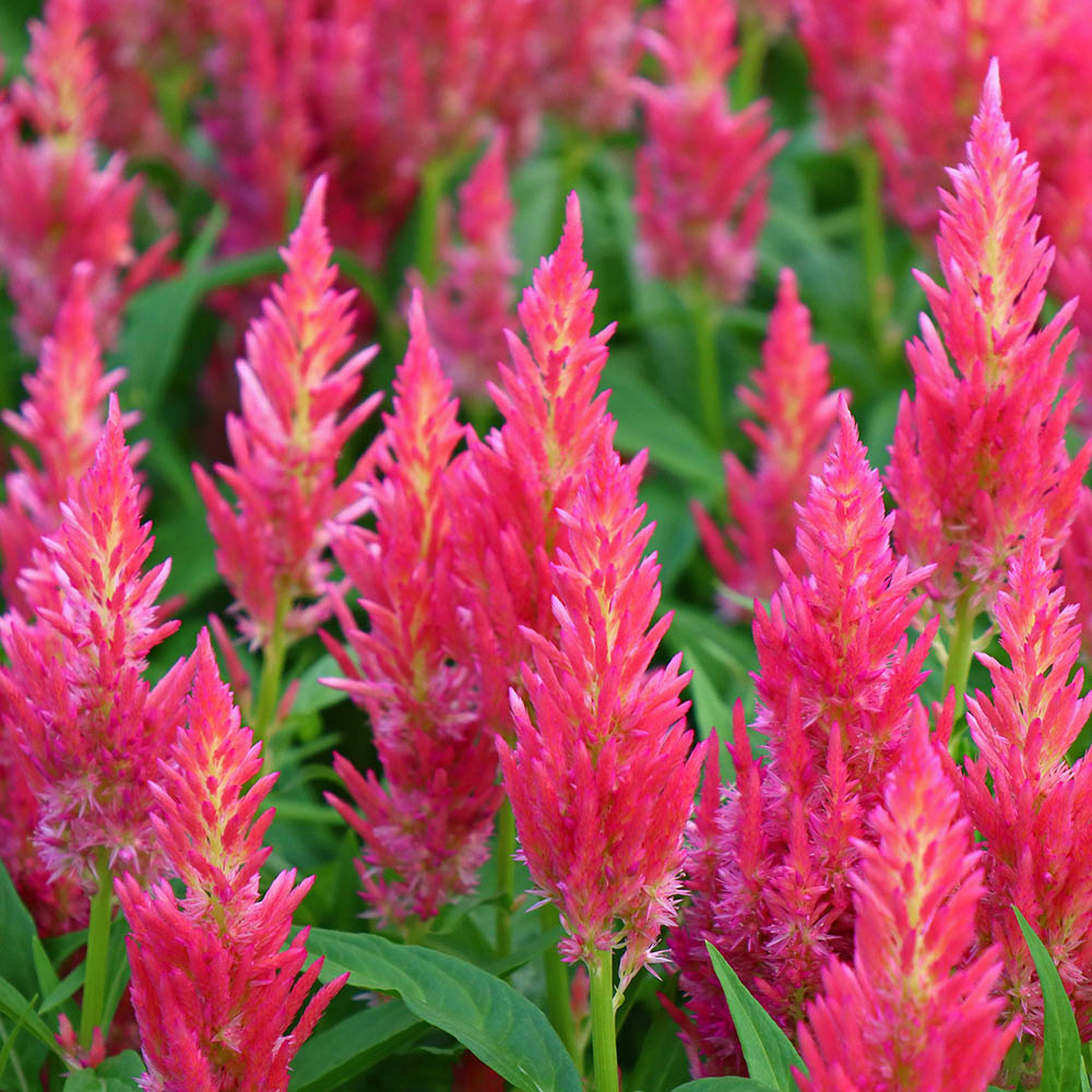 Celosia Flamma Pink Flowers Celosia Flamma Pink Flowers
