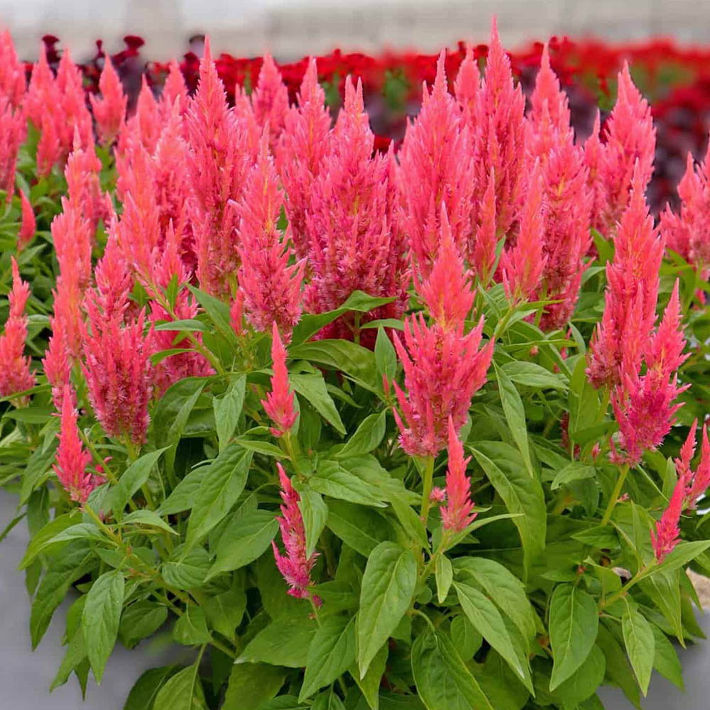 Celosia Flamma Pink Celosia Flamma Pink