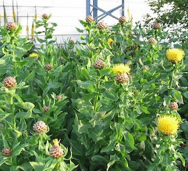 Armenian basket flower Armenian Basket Flower - Centaurea macrocephala