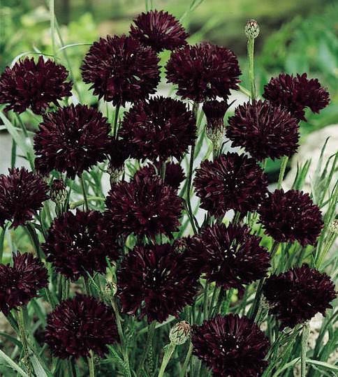 Black Ball bachelor's button seeds