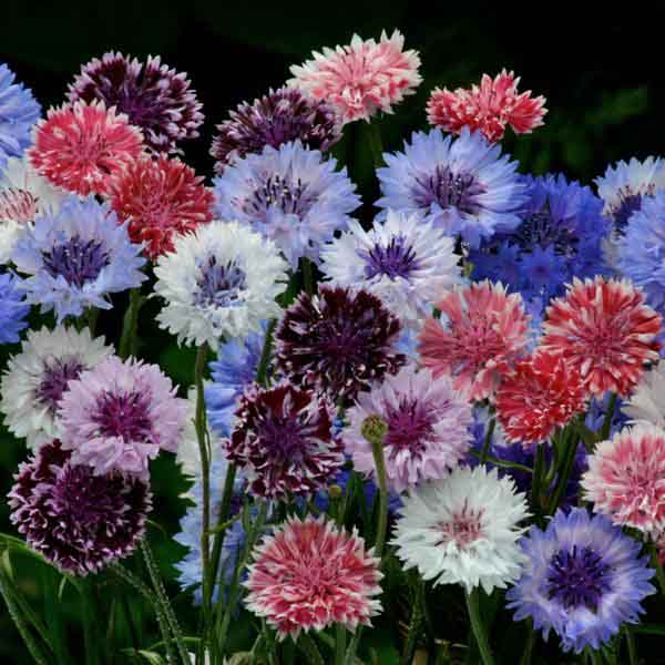 Classic Artistic bachelor's button Classic Artistic bachelor's button seeds