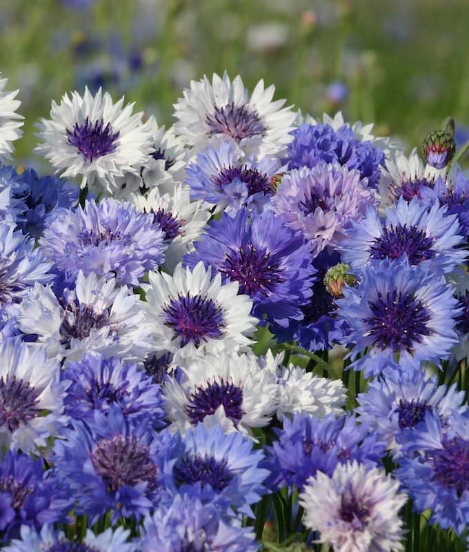 Bachelor's Button Seeds, 7 Cornflowers