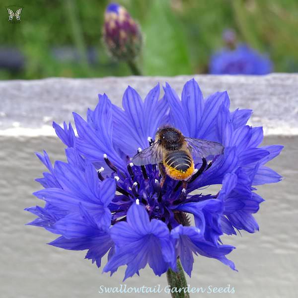 Flower, Bachelor Button: Blue Boy