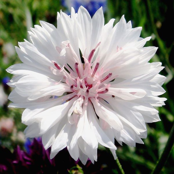 Cornflower/Bachelor Button Seeds - Dwarf Mix - 1 Ounce - Blue/White/Pink  Flower Seeds, Heirloom Seed Attracts Bees, Attracts Butterflies, Attracts