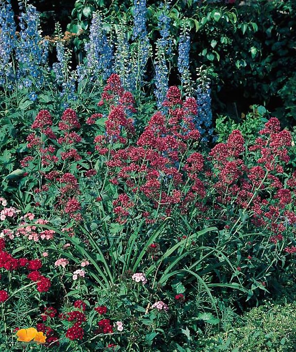 Jupiter's Beard Pretty Betsy - Centranthus ruber