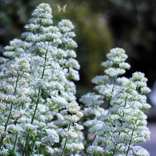 Jupiter's Beard Snow Cloud - Centranthus ruber