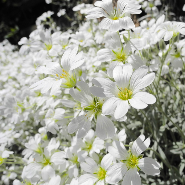 Silver Carpet Snow-in-summer flowers Snow-in-summer Silver Carpet