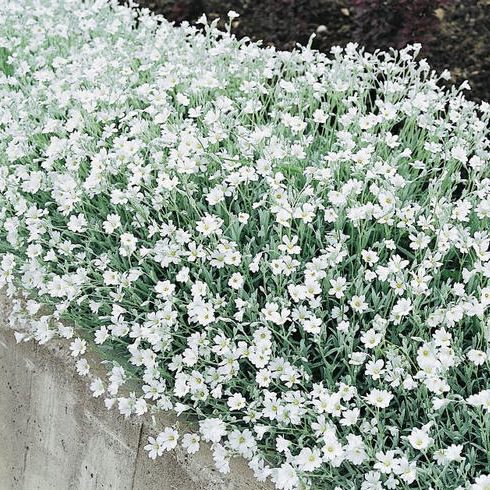 Silver Carpet Snow-in-summer Silver Carpet Snow-in-summer seeds - Cerastium tomentosum