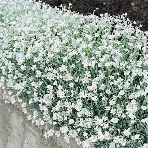 Image of Snow on moss in summer ground cover