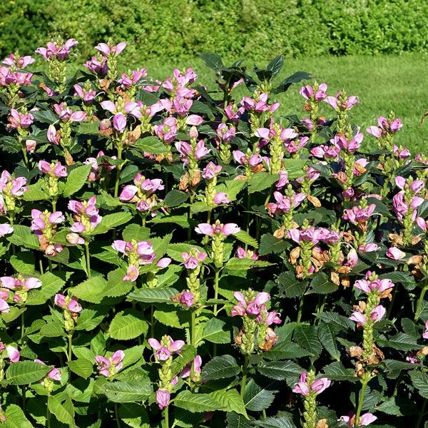 Pink turtlehead chelone Pink Turtlehead - Chelone obliqua